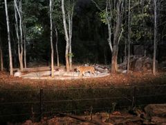 -清迈夜间动物园
