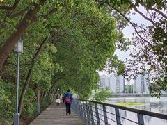 -月湖风景区