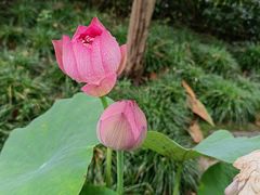 -陈家山荷花公园