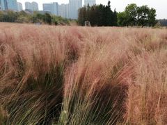 -艾溪湖湿地公园