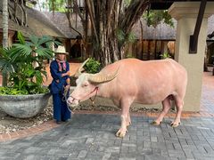 -四季酒店下午茶