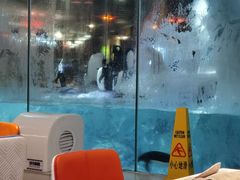 -帝企鹅自助餐厅•儿童岛•真企鹅(长隆企鹅酒店)