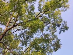 -广西壮族自治区药用植物园