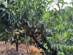 -老袁家蜜桃农场·阳山水蜜桃