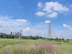 -王借岗森林公园