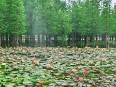 -白鹭湾湿地公园