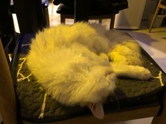 -平行世界·猫咖(首经贸店)