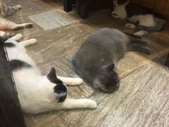 -猫咪博物馆(顶澳仔猫街店)