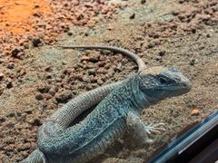 -帕帕拉兹宠物(亚洲旗舰店)