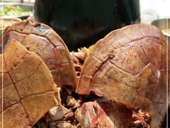 -农汤老店(顺联公园里店)