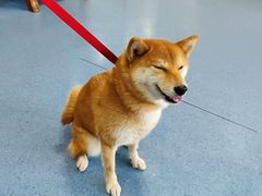 -顺强宠物诊所·狂犬免疫·夜诊·骨科(嘉定店)