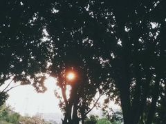 -中山市树木园
