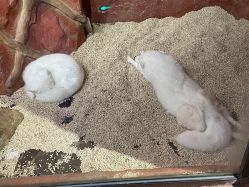 -Zoolung Zoolung动物主题公园(海信广场店)