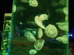 -西安曲江海洋极地公园