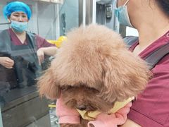 -宠福鑫康馨动物医院·骨科·眼科