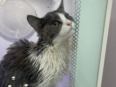 -爱洗澡的猫(望京店)