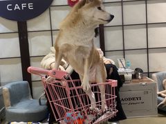 -逗柴咖啡屋·狗咖猫咖宠物桌游