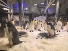 -悉尼海洋生物水族馆