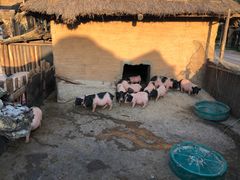 -太阳部落