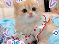 -喵zoo家庭繁育猫舍(尖东智能花园店)