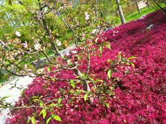 android_upload_pic-新江湾城公园