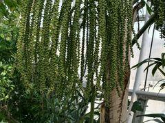 -北京植物园-展览温室