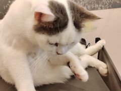 -猫咪派对(江南西店)