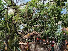 -呀路古热带植物园