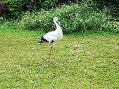 -广州长隆飞鸟乐园