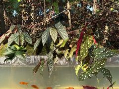 -上海鲜花港