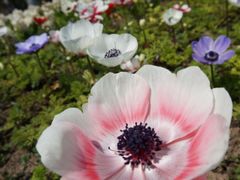 -上海鲜花港