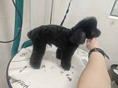 -悠尼宠物·独立低压伊珊娜洗护·美容·寄养(兰谷路店)