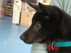 -天使宠物医院·犬猫分诊(彩虹店)