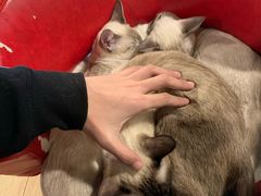 -Cappucimeow猫咪咖啡馆(韦伯时代店)