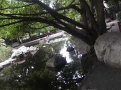 -神仙树公园