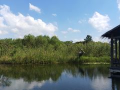 -溱湖国家湿地公园