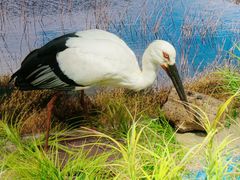 -北京麋鹿生态实验中心