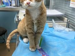 -瑞派·关忠动物医院·猫专科·犬专科(三环新城店)