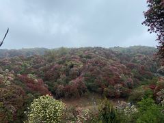 -贵州百里杜鹃风景名胜区