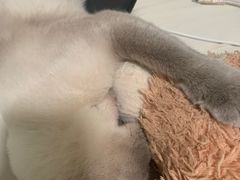 -宠颐生宠物医院·犬猫全科·皮肤科(商业街店)