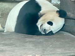 -成都动物园
