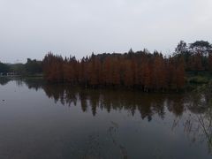 -白鹭湾湿地公园