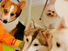 -怪兽屋·羊驼·猫咖·狗咖(俊华广场店)