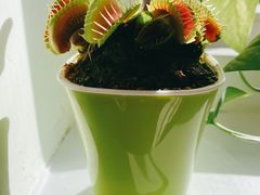 -花鸟鱼虫鲜花绿植市场(玉泉路店)