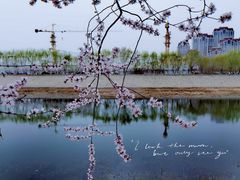 -桃花堤公园