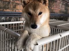 -柴犬高等学院·狗咖·柴犬售卖·宠物训练