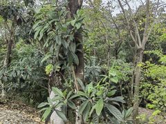-风云岭森林公园