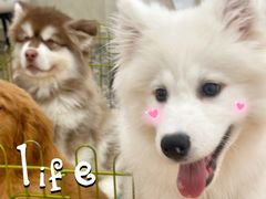 -Let's go狗咖·猫咖·奶狗·桌游(春熙路IFS店)