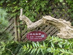 -上海醉白池公园