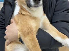 -美联众合动物医院·24h京西诊疗中心